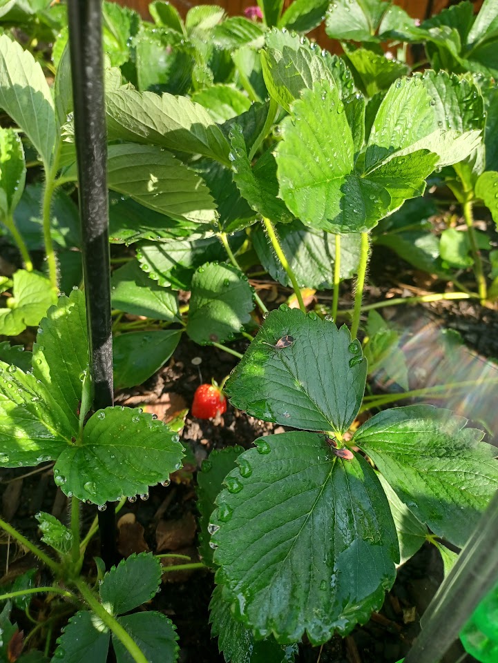 Late growing strawberries.