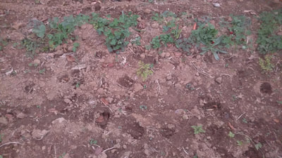 The strawberries are growing, but notice the deer tracks!