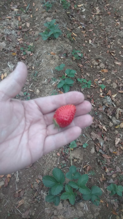 The first picked strawberry, guess who gets it!